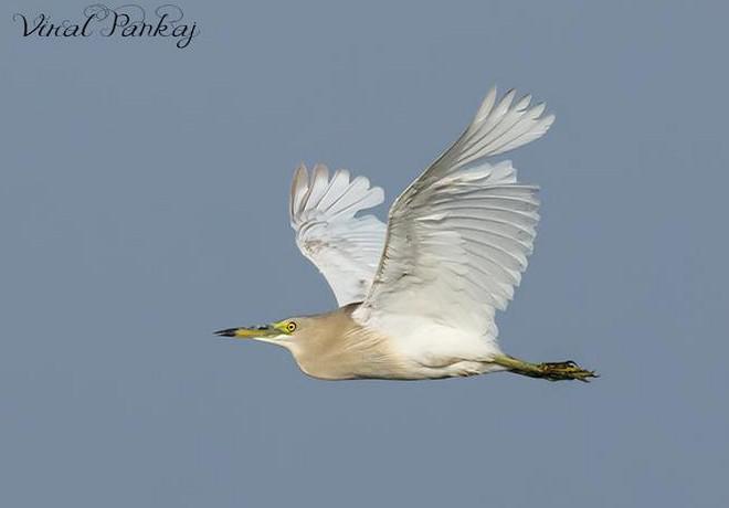 ӡ�ȳ��أ���ֳ��