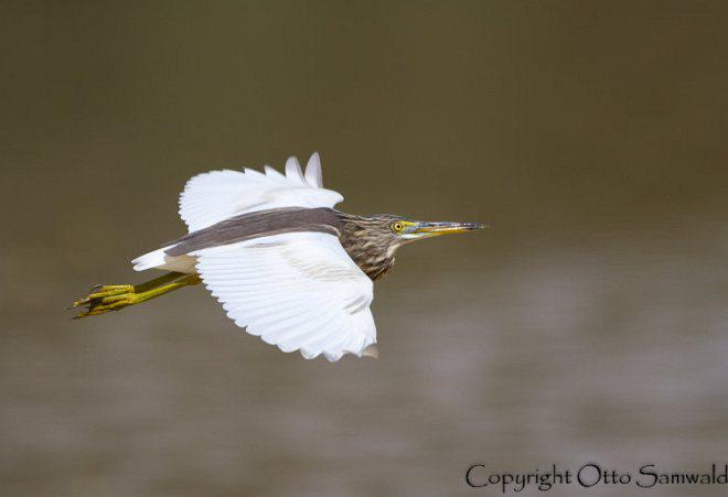 ӡ�ȳ��أ��Ƿ�ֳ��