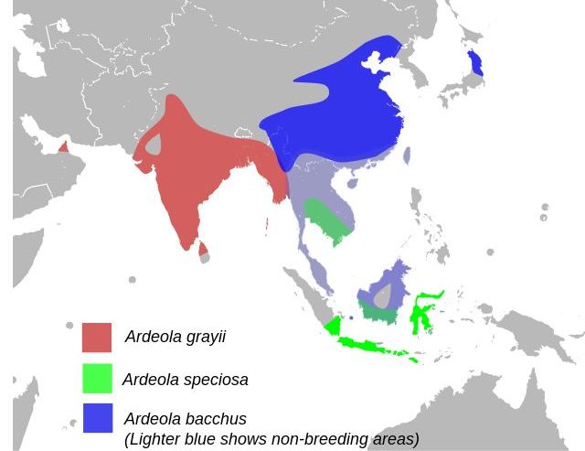 �����ֲ�ͼ����ɫ��ӡ�ȳ��أ���ɫ��צ�۳��أ���ɫ�����أ�