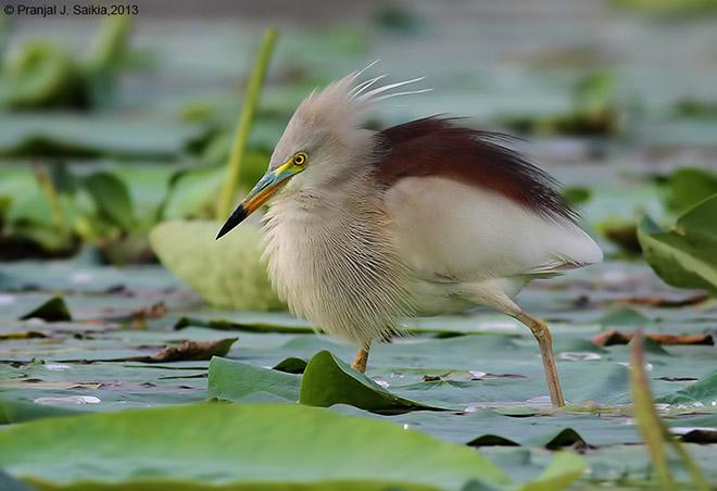 ӡ�ȳ��أ���ֳ��