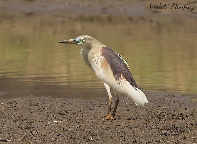 ӡ�ȳ��أ���ֳ��