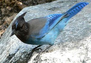 ������ѻ