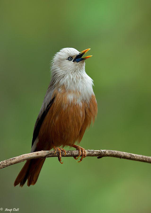 ��ͷ����ͼƬ