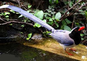 ������ȵ