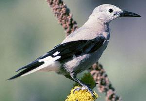 ������ѻ