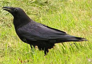 �����ﺮѻ