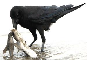 ������ѻ