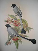 ��ͷ��ȵ��