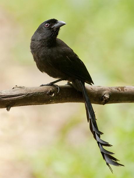 塔尾树鹊 塔尾树鹊的图片