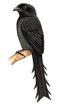 ��β��ȵ����̬����ͼ