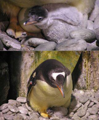 �Ͳ������