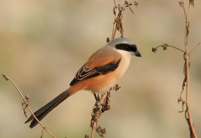 �ر����͵�ͼƬ