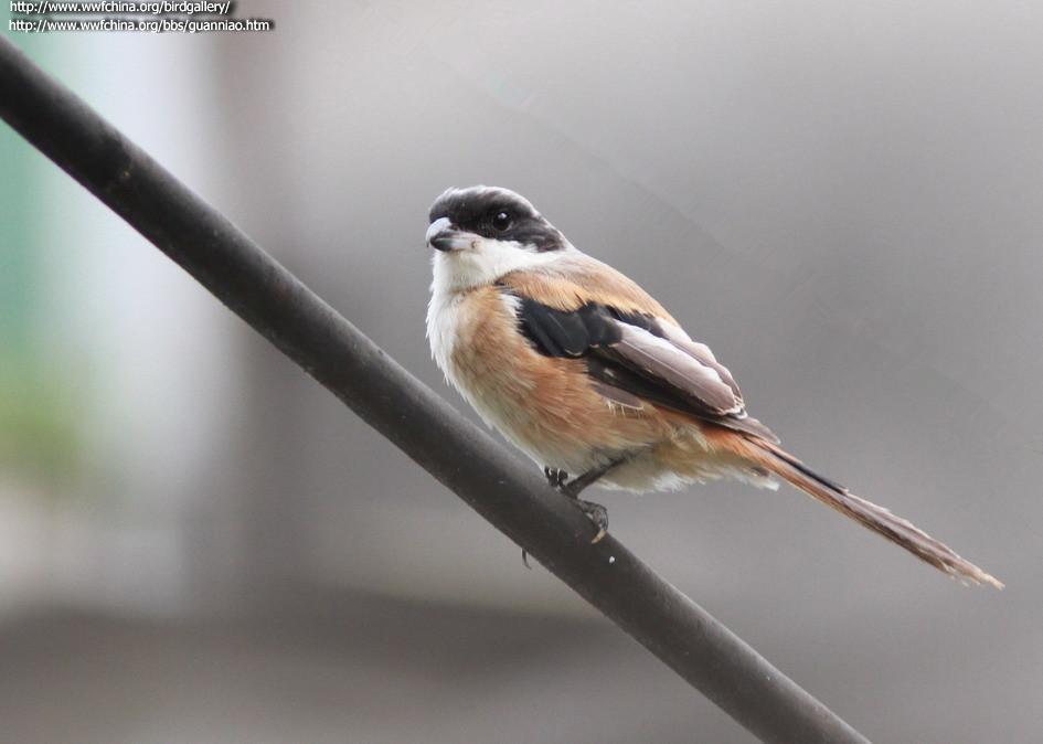 �ر�����