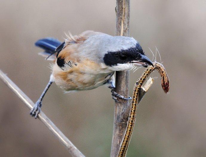 �ر����Ͳ�ʳ��������