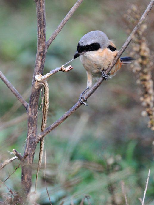 �ر����Ͳ�ʳ��������