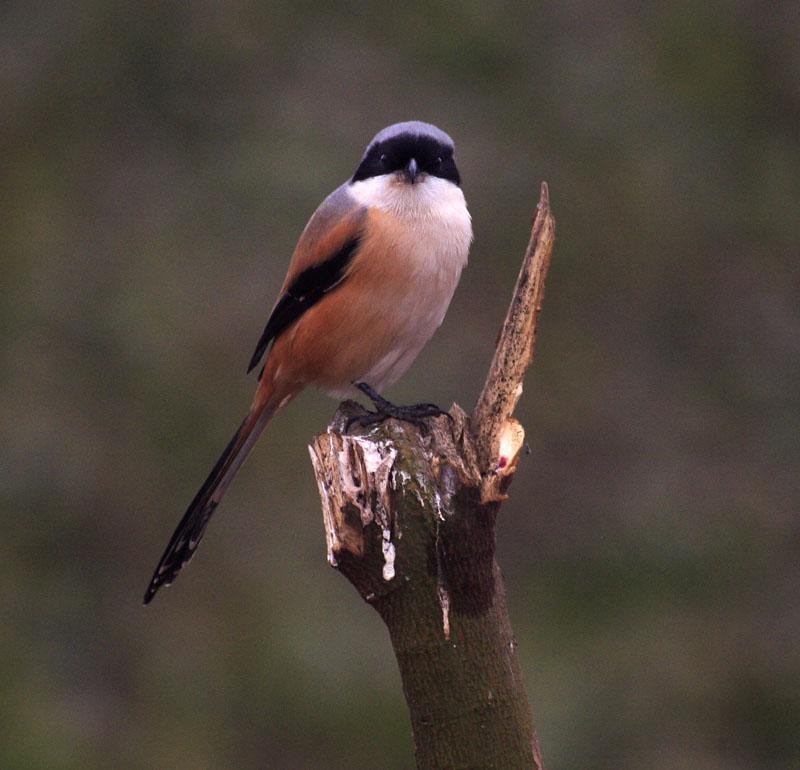 �ر�����