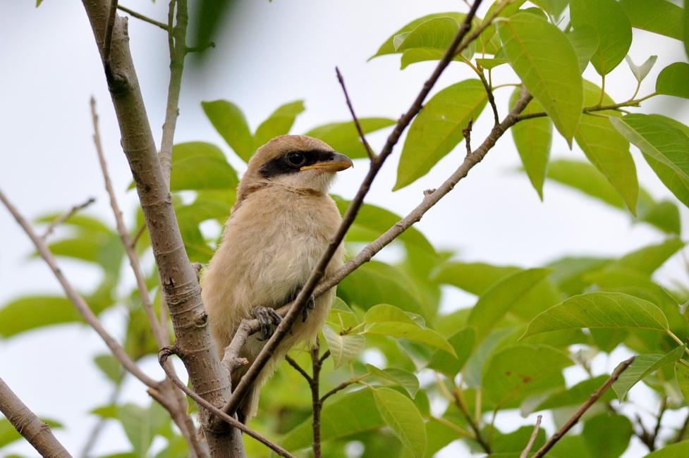 �ر�����