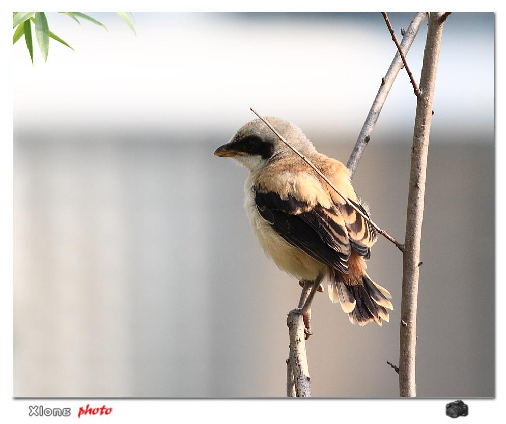 �ر�����