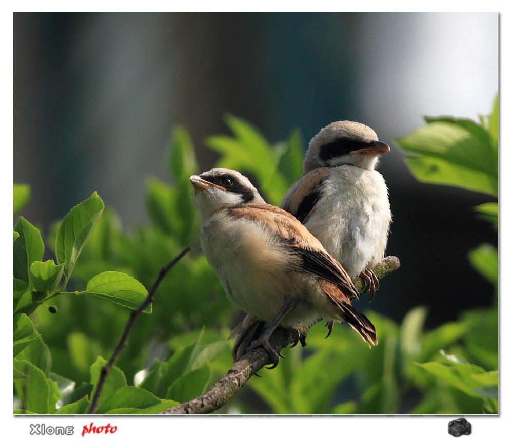 �ر�����