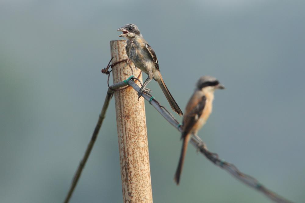 �ر�����