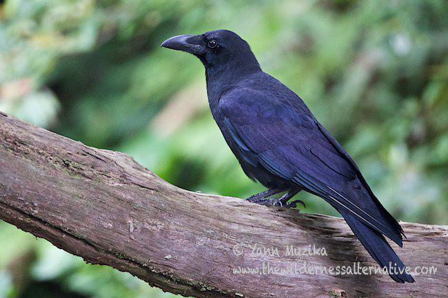 ������ѻ