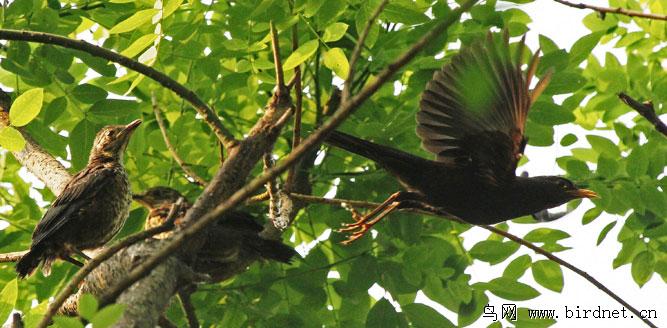 �������������hanqixi