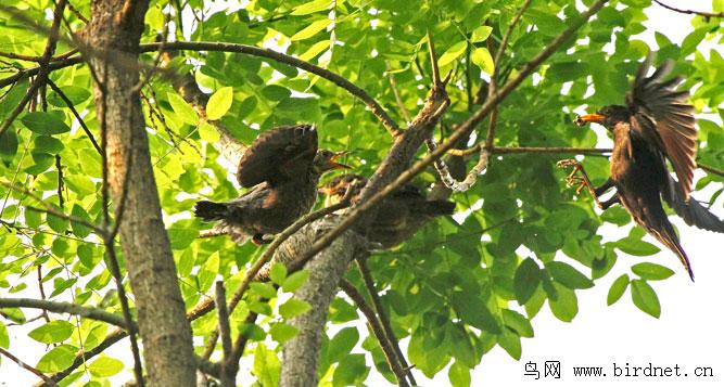 �������������hanqixi