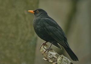 ��𴣺����