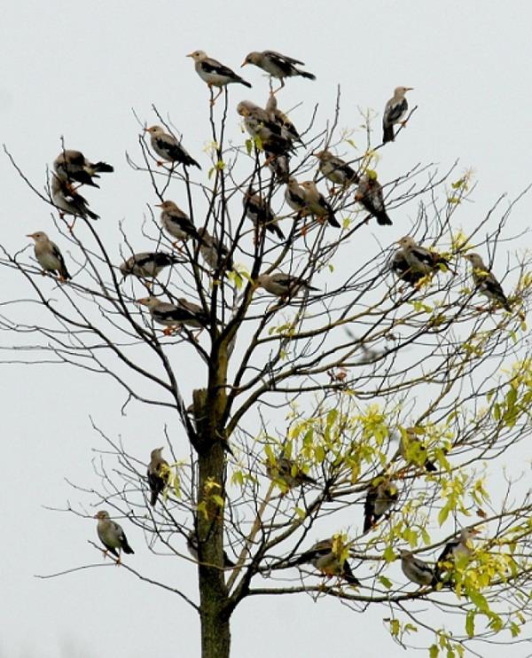 ����ͼƬ���⣺��г�Ĵ��ͥ ����Ӱ���ߣ������壻����أ�����ʯ�׳��������ʪ�� ����Ʒ����ʱ�䣺2007��8�¡�