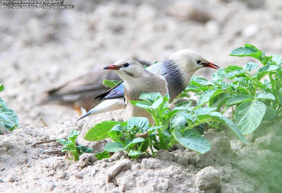 ˿�������Ӱ��ү��