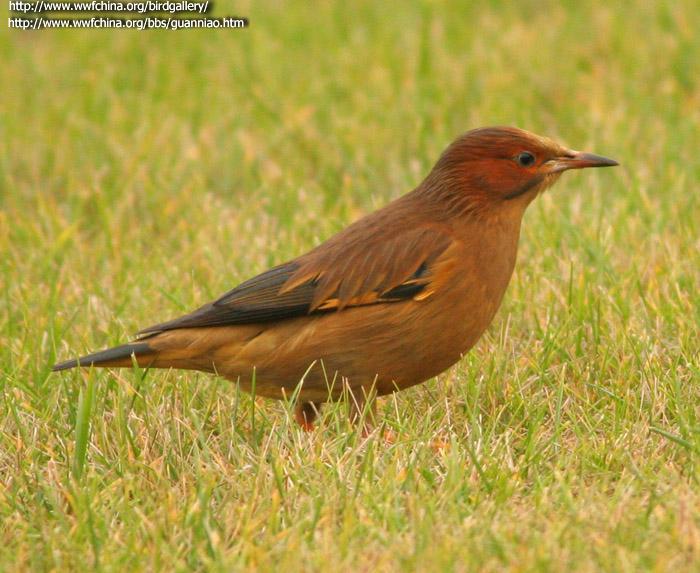 ˿�������Ӱ��ˮ��ɽ�����Ρ����Ǳ���Ⱦɫ�����ݵ�˿�����