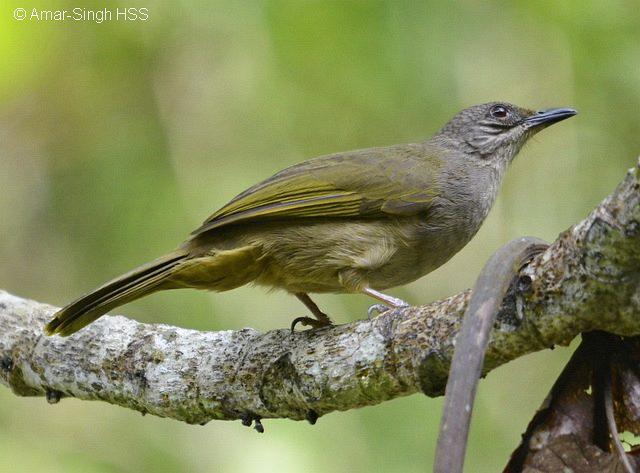 ��魺��ǵ�ͼƬ