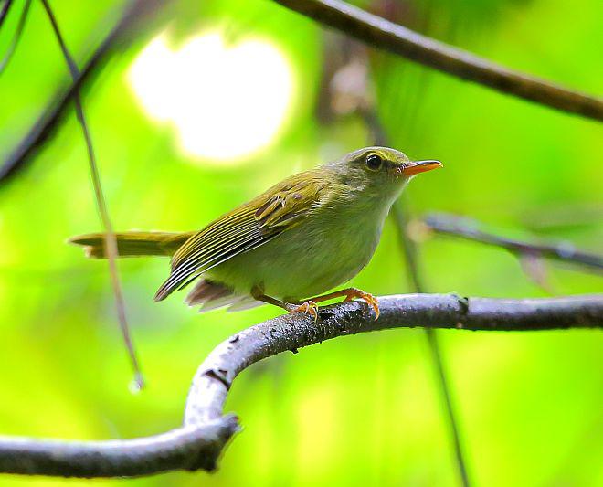 菲律宾柳莺 菲律宾柳莺的图片