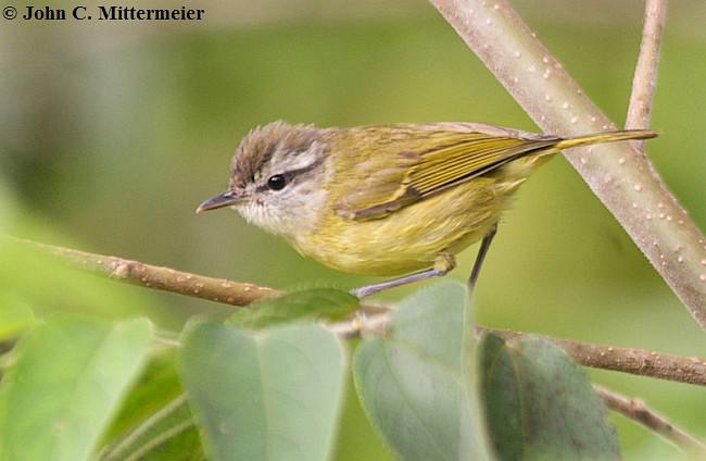海岛柳莺 海岛柳莺的图片