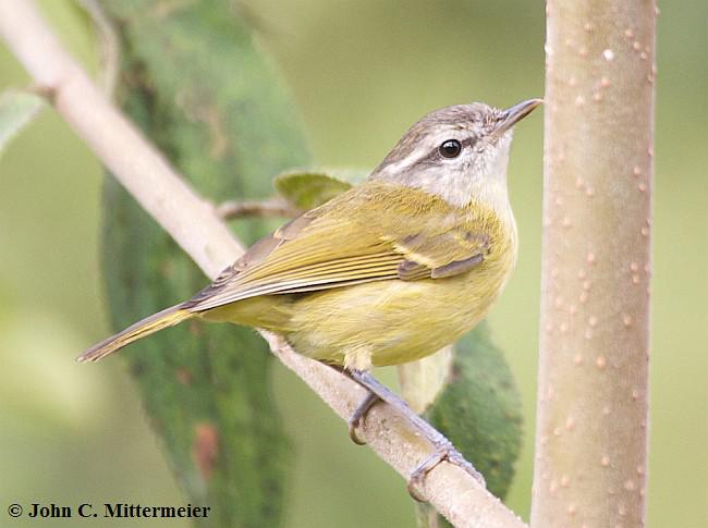 ������ݺ