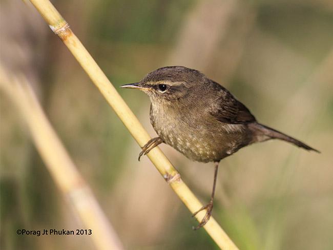 ����ݺ������ӡ�ȣ�