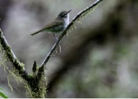 ����ݺ����ү�������½�ī�ѣ�2006�꣩