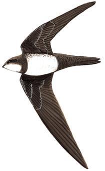 ��ɽ���ࣺ��̬����ͼ