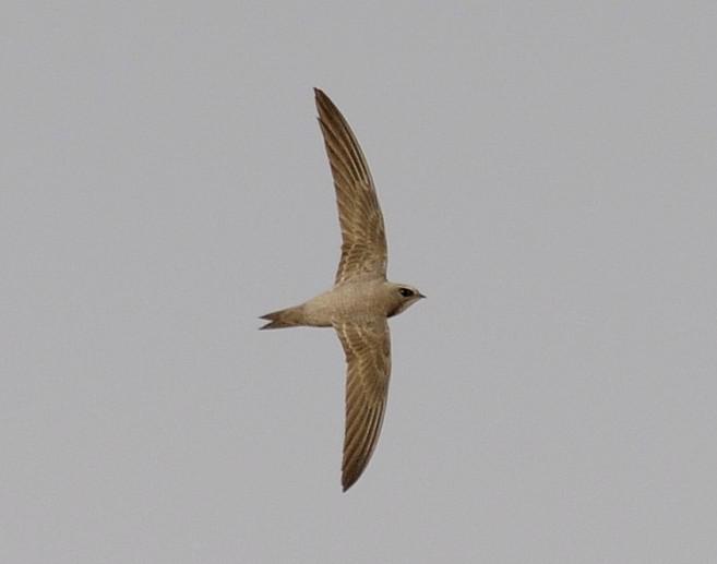 ��ɽ����