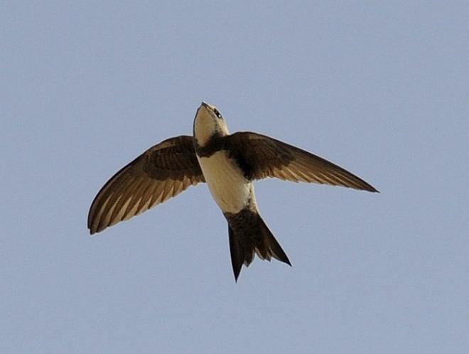 ��ɽ����