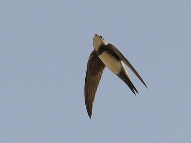 ��ɽ����