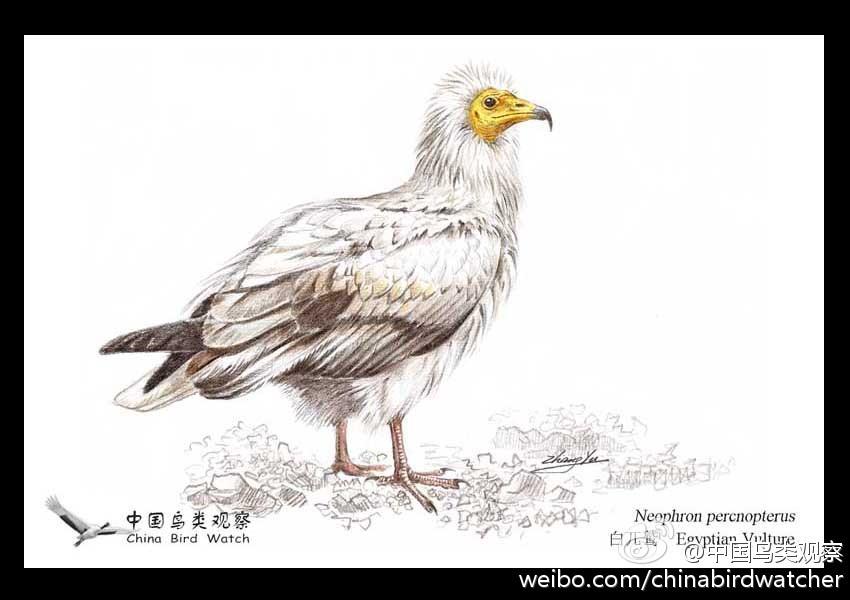 ��أ�գ���̬����ͼ����褻棩