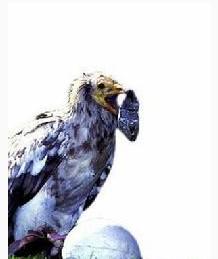 ��أ�ն���ʹ�ù���