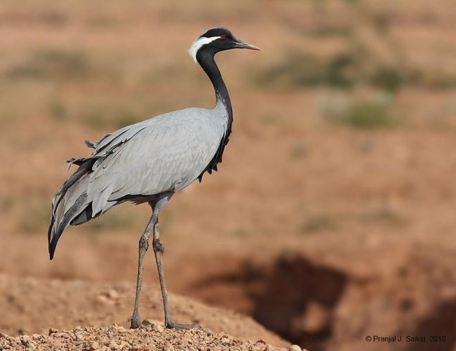 蓑羽鹤 蓑羽鹤的图片