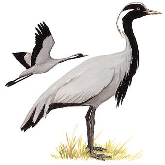 ����ף���̬����ͼ