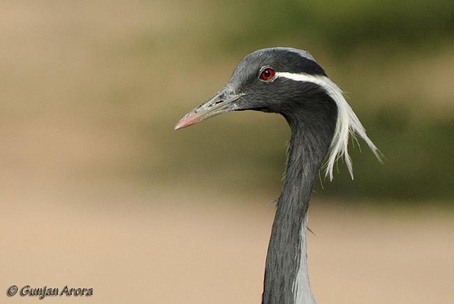 ����ף�ͷ����д