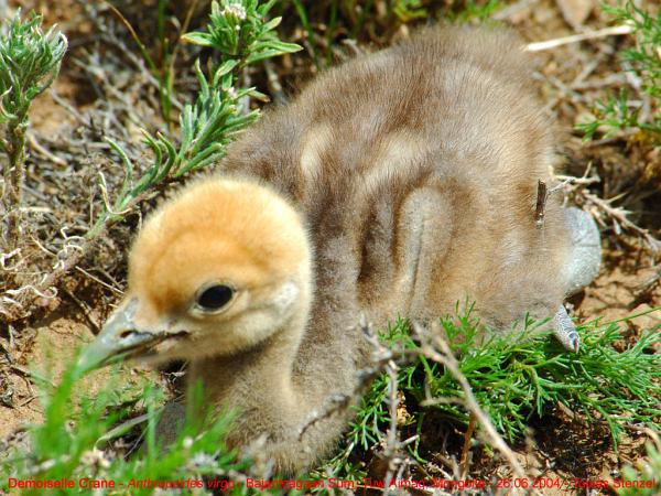 ����ף�����