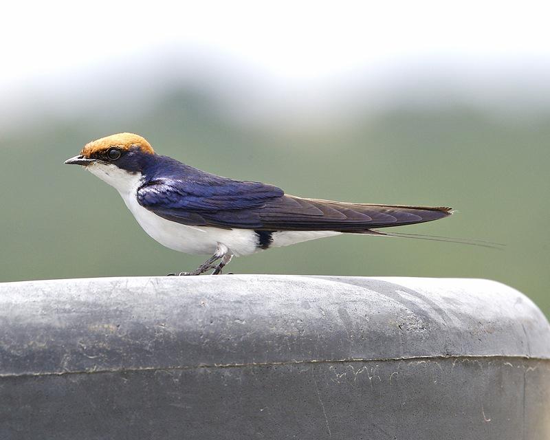 线尾燕 线尾燕的图片