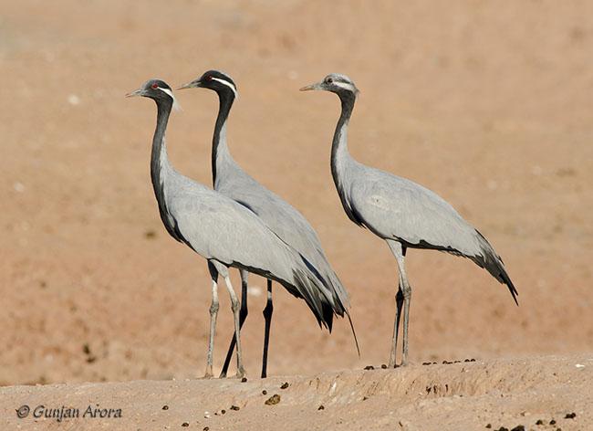 ����ף�������ǳ����ң�