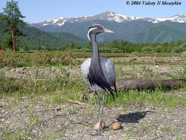 ����ף�����